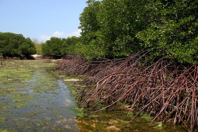 Hutan Mangrove Kampung Tokojo Bintan Terancam Musnah